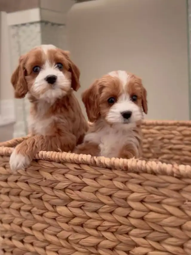 CUTE Cockapoo Puppies looking for FOREVER HOME in Dogs & Puppies for Rehoming in City of Toronto - Image 3