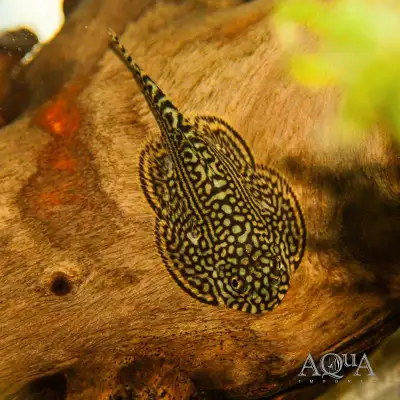 Hillstream Loach for Sale, View more