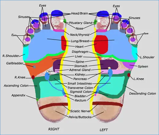 Reflexology Certification Program