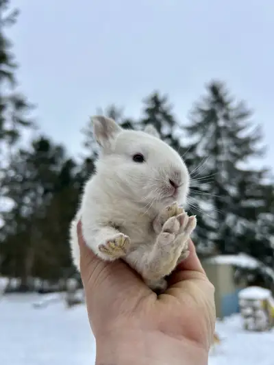 baby bunnies, View more