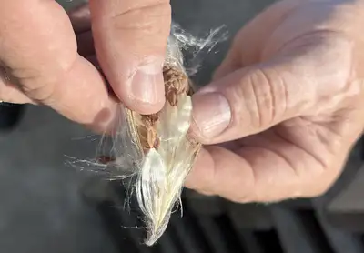 Plant-based alternative to goose down. Milkweed Fiber / floss!, View more