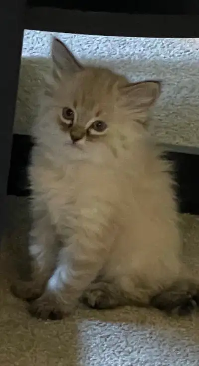 Beautiful Fluffy Kitten – Blue Eyes – Ready for New Home, View more