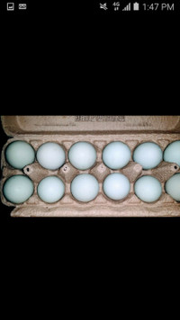 Ameraucana Hatching Eggs (please read description before replyin
