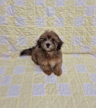 Sweet Little December Shihpoo (Shihtzu X Poodle), View more