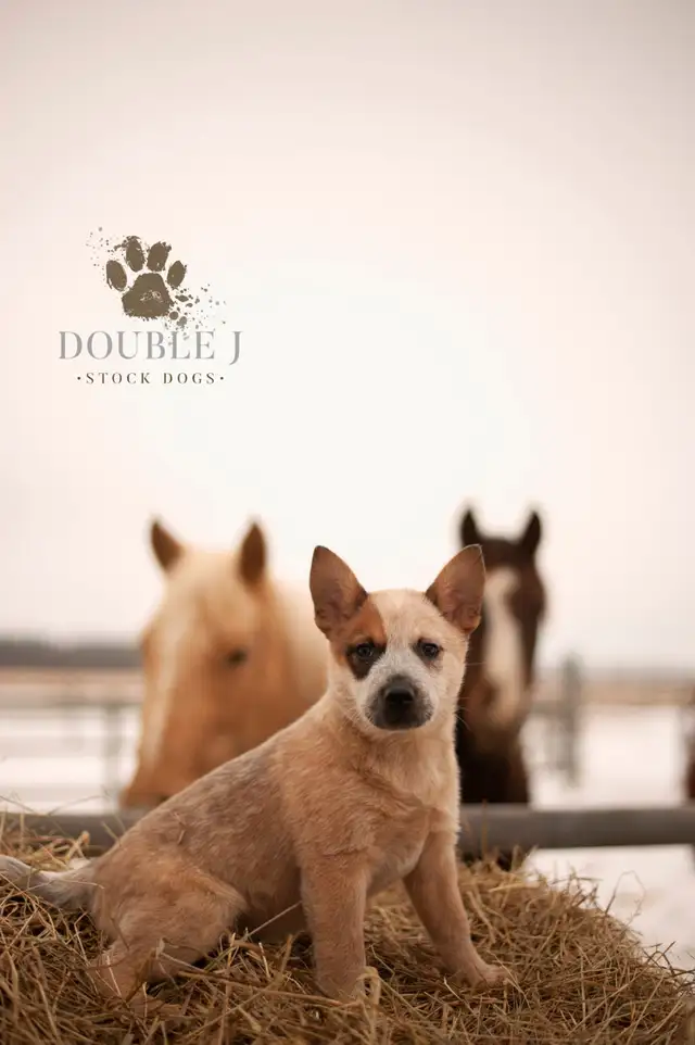 Heeler Pups in Dogs & Puppies for Rehoming in Edmonton - Image 2