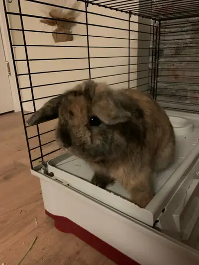 2 year old Male Bunny, View more
