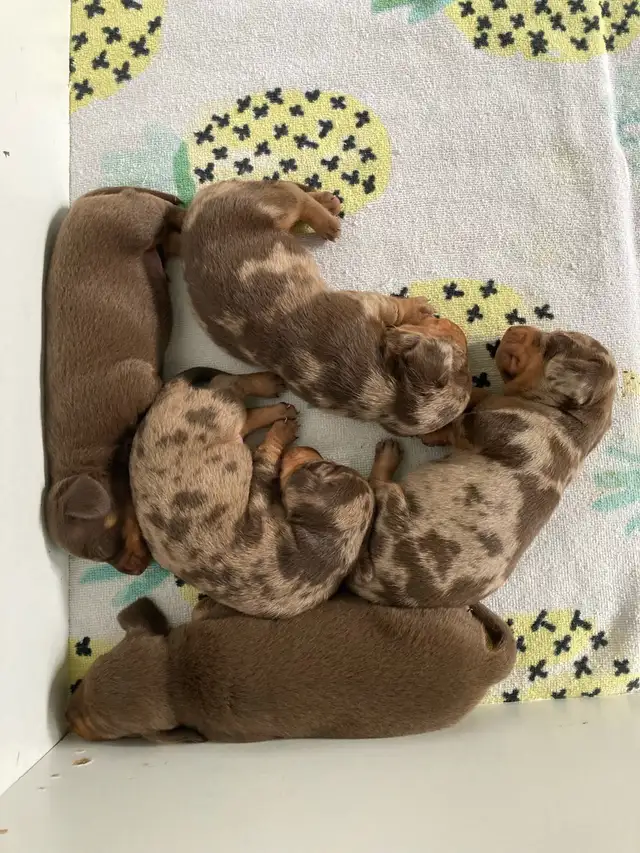 Miniature  Dachshund Puppies - one male chocolate pup available in Dogs & Puppies for Rehoming in Cambridge - Image 6