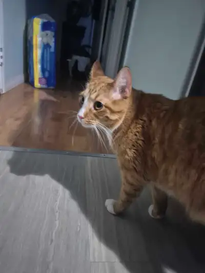 Tabby Cat for new home, View more