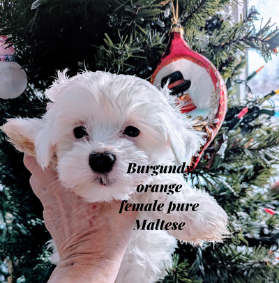 Teddy Bear Maltese and Maltese Shihtzu Puppies, View more