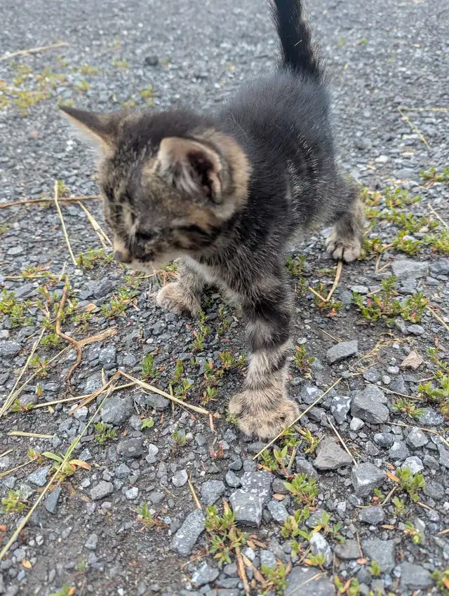 chaton domestique in Cats & Kittens for Rehoming in Drummondville - Image 3