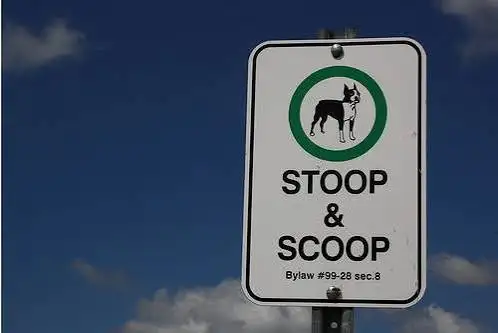 Dog Poop Cleaning 
