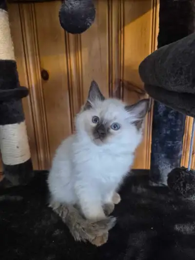 Mignons chatons Ragdoll pure race, View more