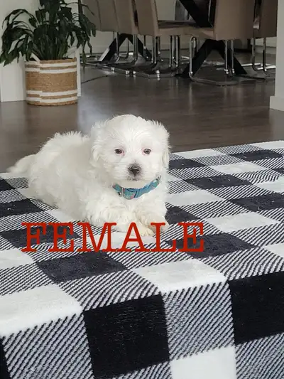 Maltipoo puppies for sale!, View more