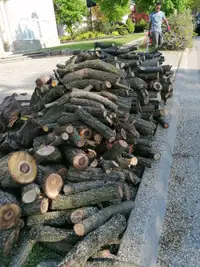 Free firewood very nicely cut chess nut tree. Tons. See pictures