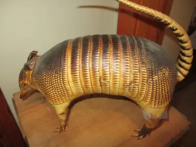 Taxidermy Armadillo