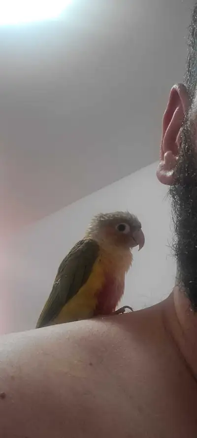 conure mâle pineapple, View more