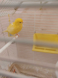 Bird canary for sale 