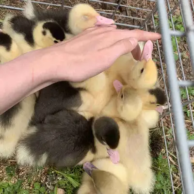 Two week old Muscovy ducklings, super friendly and comfortable with people. They love to run around...