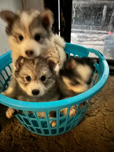 alaskan husky in Dogs & Puppies for Rehoming in Canada | Kijiji
