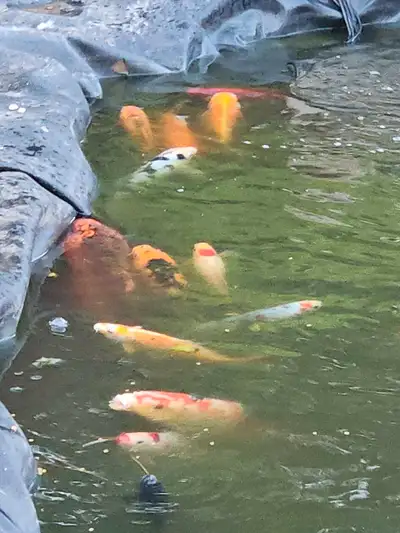 koi and pond Gfish for sale, View more