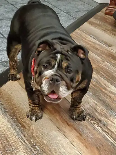 last one gorgeous English bulldog puppy, View more