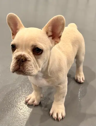 French Bulldog cream Female, View more