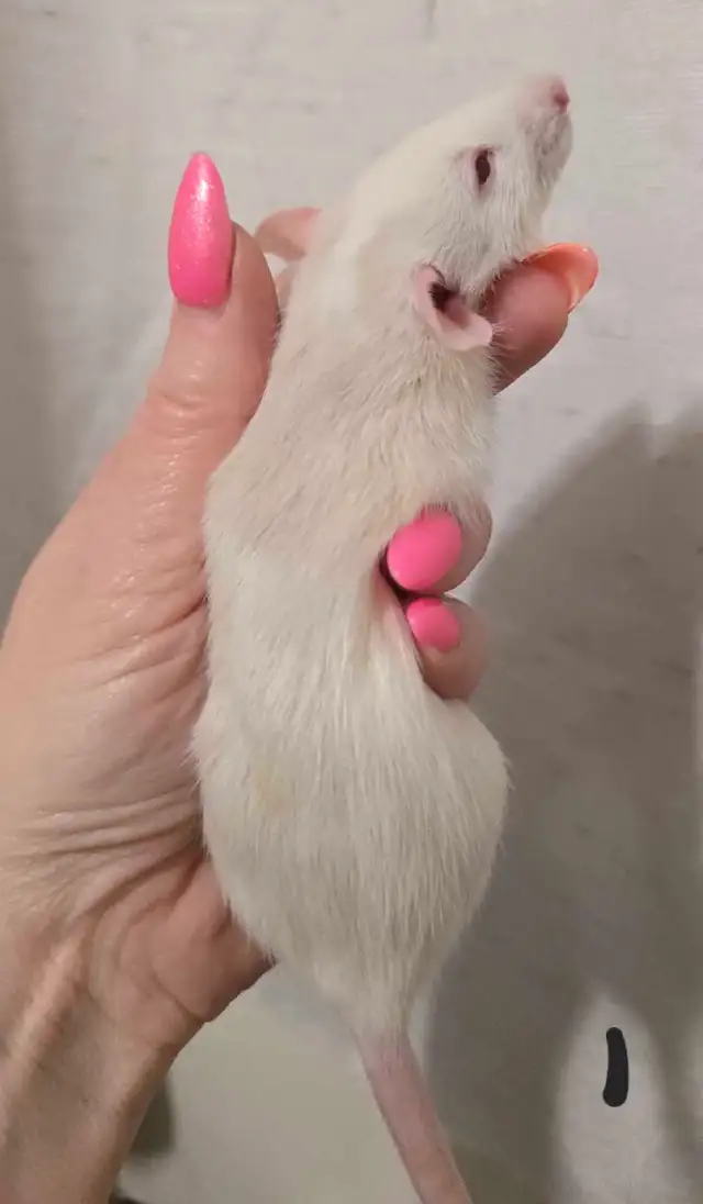 rat girls in Small Animals for Rehoming in Saskatoon - Image 2