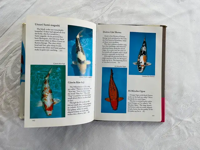 Modern Nishikigoi – Hardcover by Takeo Kuroki in Other in City of Toronto - Image 10