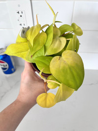 Healthy indoor plant - philodendron lemon lime 