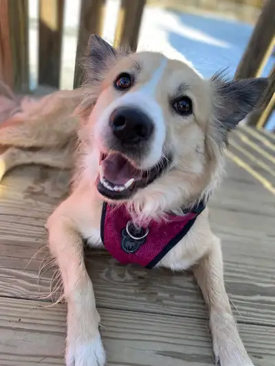 Hi looking for any rentals available I’m starting work in January full-time I do not smoke or drink...