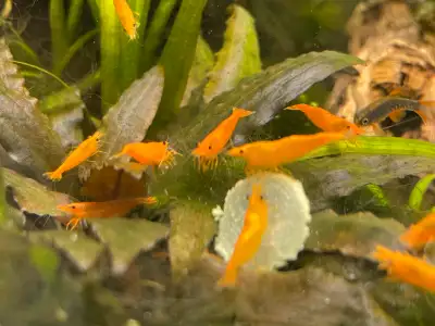 High quality Orange Sunkist shrimp in stock. Like all my shrimp these guys have been imported from T...