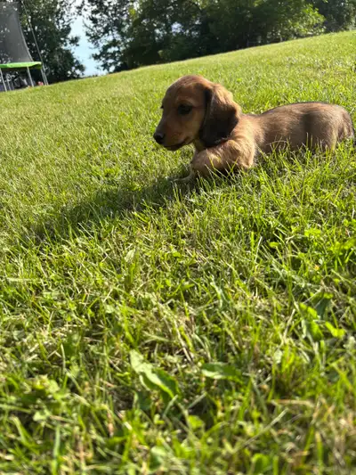 Two left! Gorgeous Purebred Long Haired Dachshund Puppies, View more