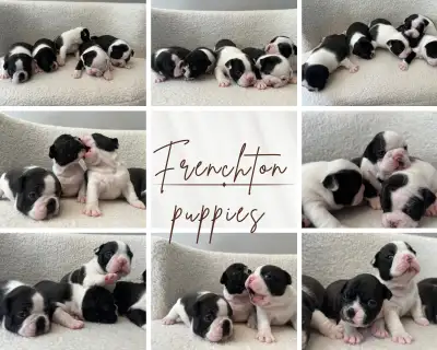 F1B Frenchtons, View more