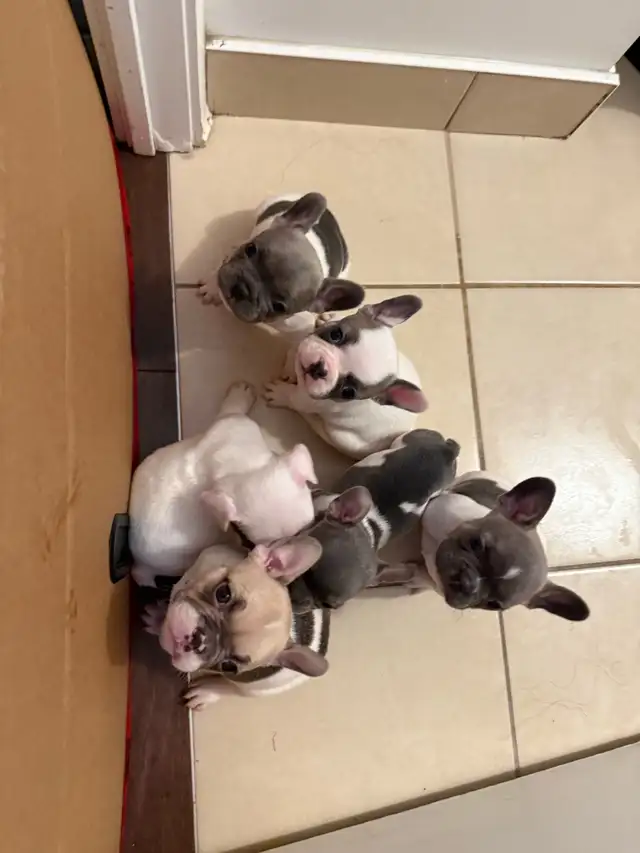French bulldogs puppies in Dogs & Puppies for Rehoming in City of Toronto - Image 5