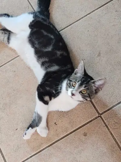 chaton mâle a vendre, View more
