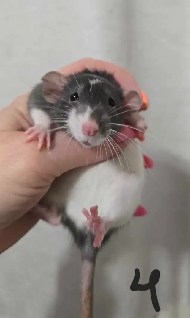 rat girls in Small Animals for Rehoming in Saskatoon - Image 7