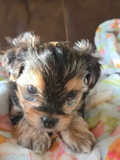 Morkie Puppies, View more