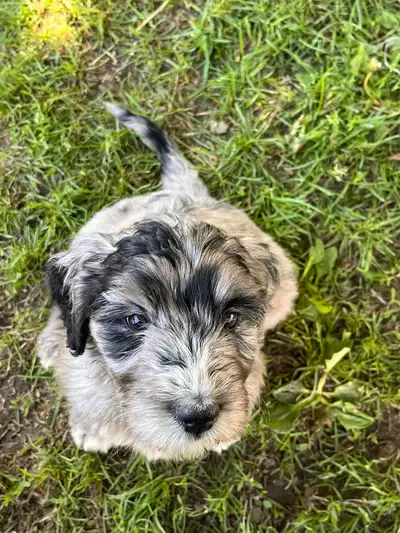 Goldendoodles merle très rare, View more