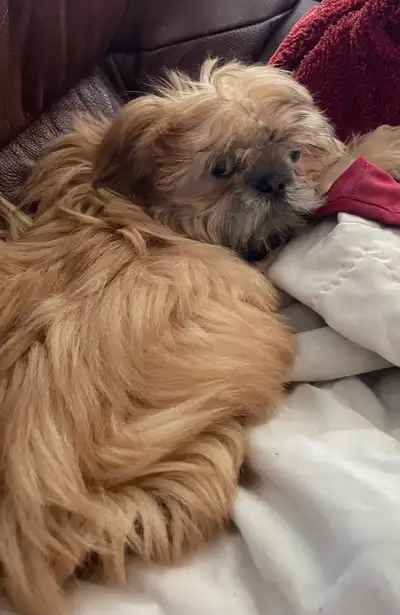Shih tzu - One  little boy available, View more