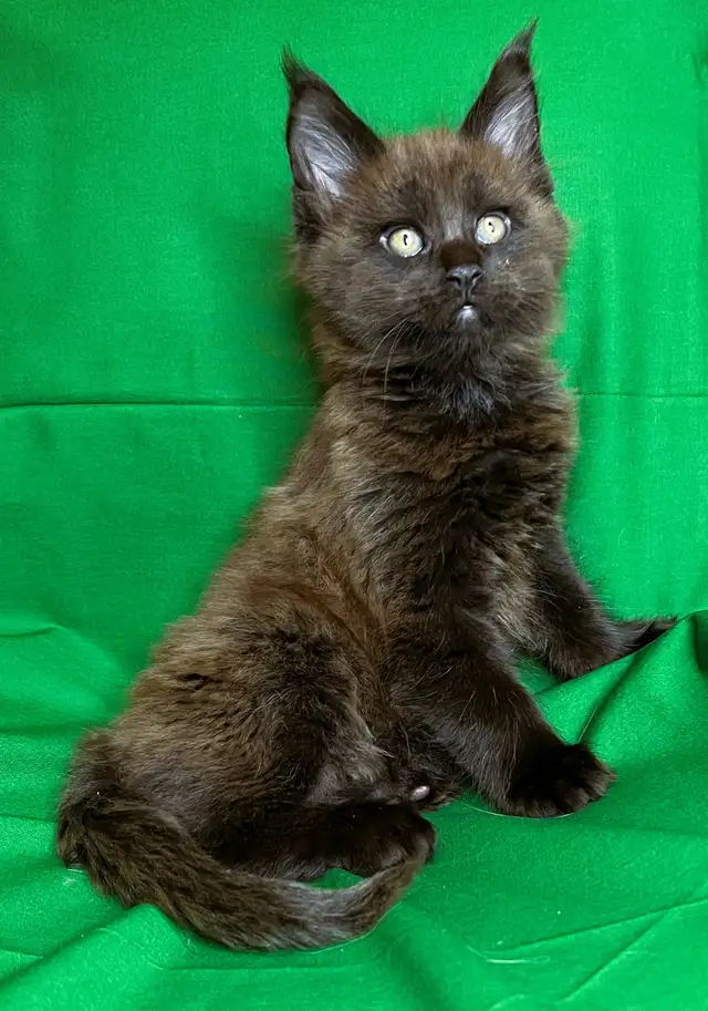 Purebred  Maine Coon Kittens in Cats & Kittens for Rehoming in Victoria - Image 3