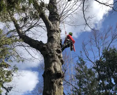 TREE REMOVAL, View more