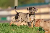 Catahoula Pups