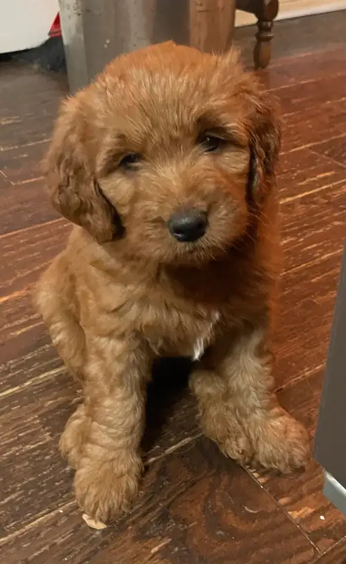 Our miniature Goldendoodles are the perfect blend of charm, intelligence, and affection. The mother...
