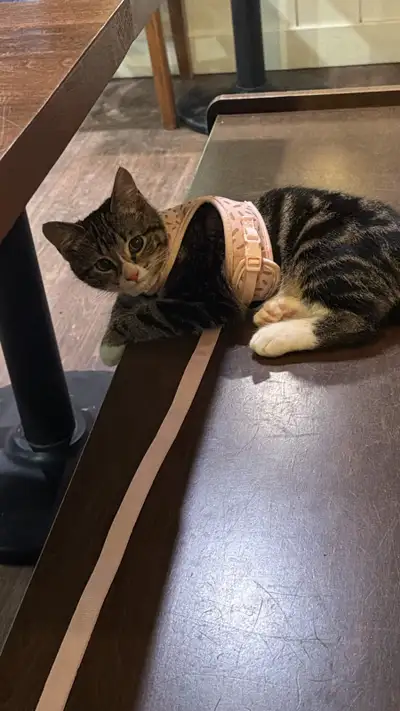 polydactyl kitten we are moving to another place the place is small so looking for new home For her...