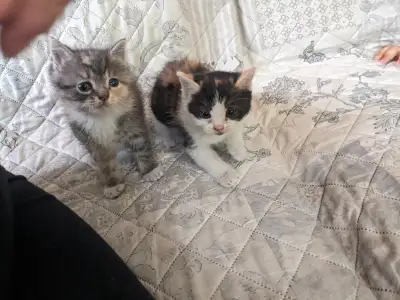 Kittens in need of home, View more