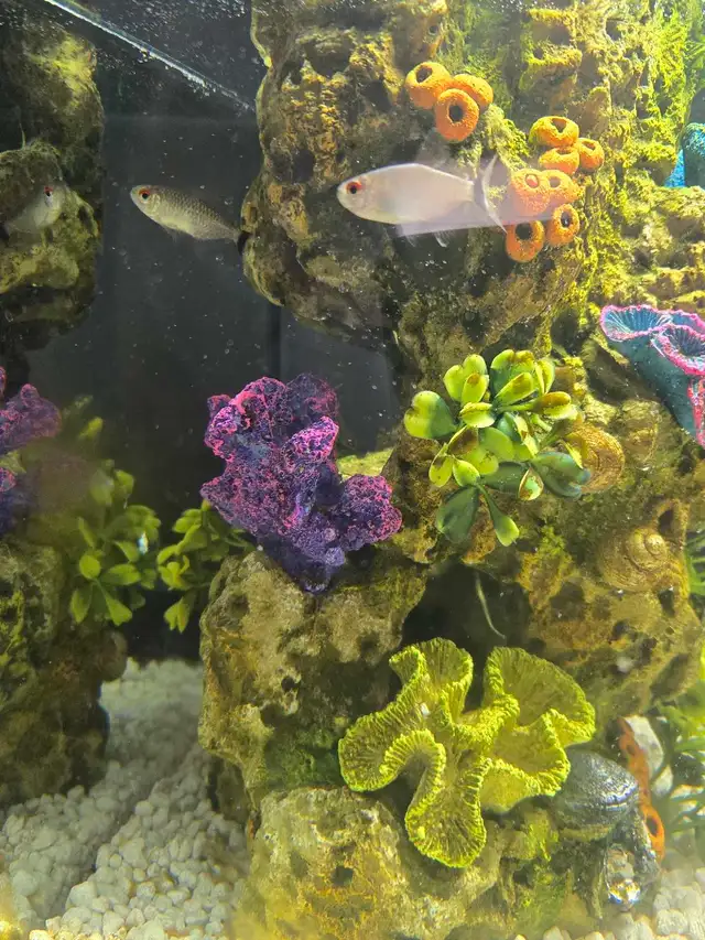 Two Lampeye Tetras in Fish for Rehoming in Swift Current - Image 4