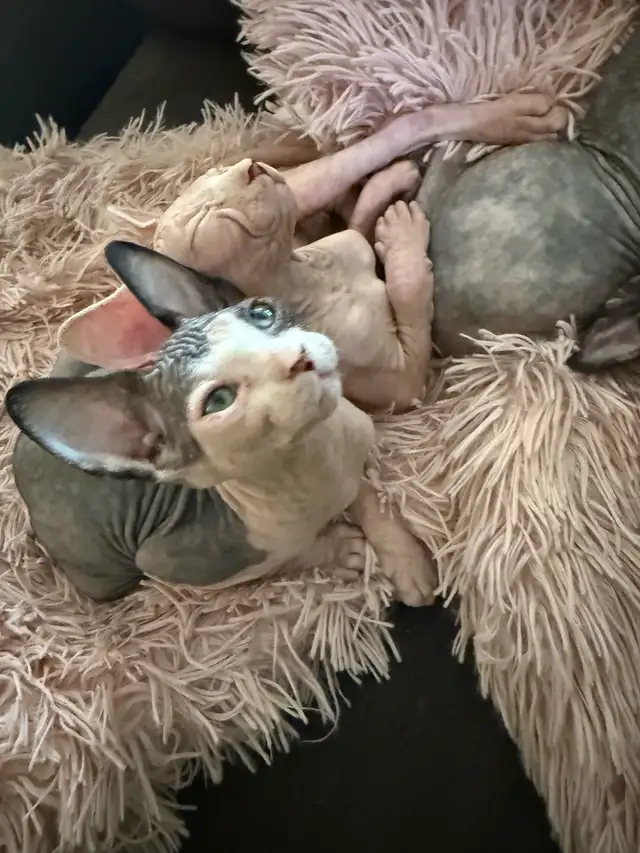 SPHYNX chat in Cats & Kittens for Rehoming in Laurentides - Image 10