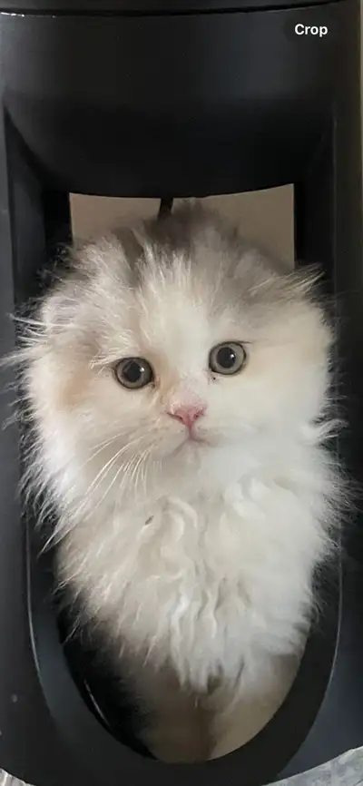 Scottish kitten, View more