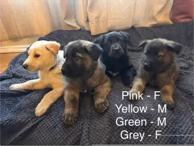German Shepherd Cross Pups, View more