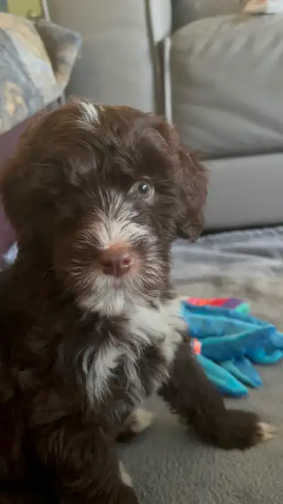 male bernedoodle, View more